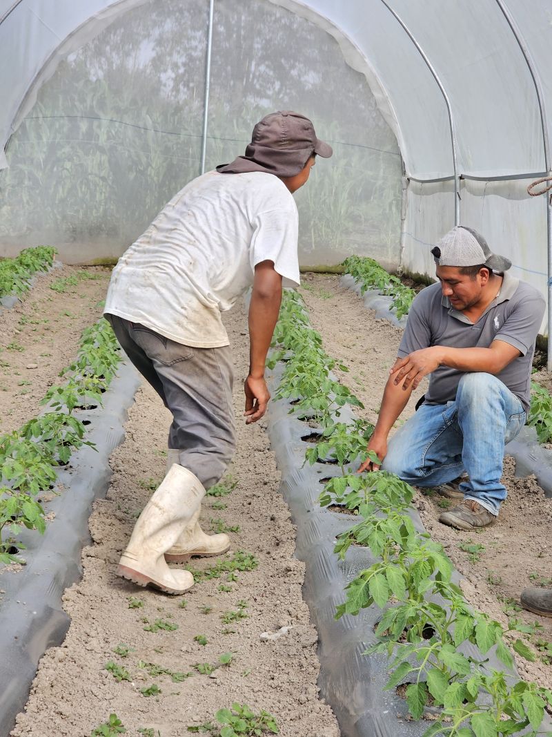 Técnico agrícola dando asistencia a productora local.